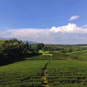 La frontière 🇹🇭 🇲🇲 🇱🇦, la plantation Choui Fong Tea et quelques endroit du Triangle d'or 🙌 #thailand #nature